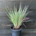 Schizachyrium scoparium 'Standing Ovation'  - Standing Ovation Little Bluestem