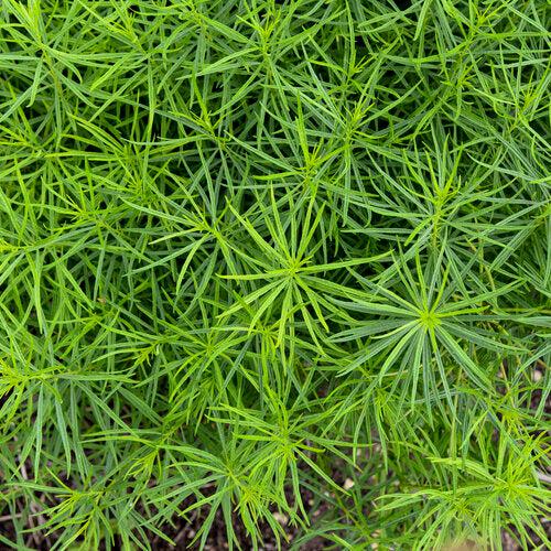 Amsonia 'String Theory'  - String Theory Blue Star