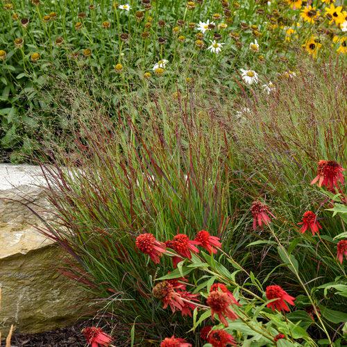 Panicum virgatum 'Cheyenne Sky' PP23209  - Prairie Winds® Cheyenne Sky Switch Grass