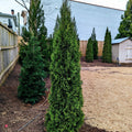 Thuja occidentalis 'Smaragd'  - Emerald Green Arborvitae
