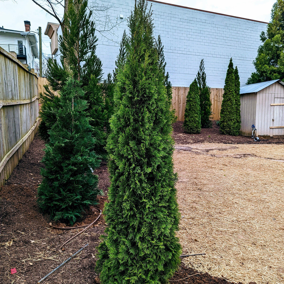Thuja occidentalis 'Smaragd'  - Emerald Green Arborvitae