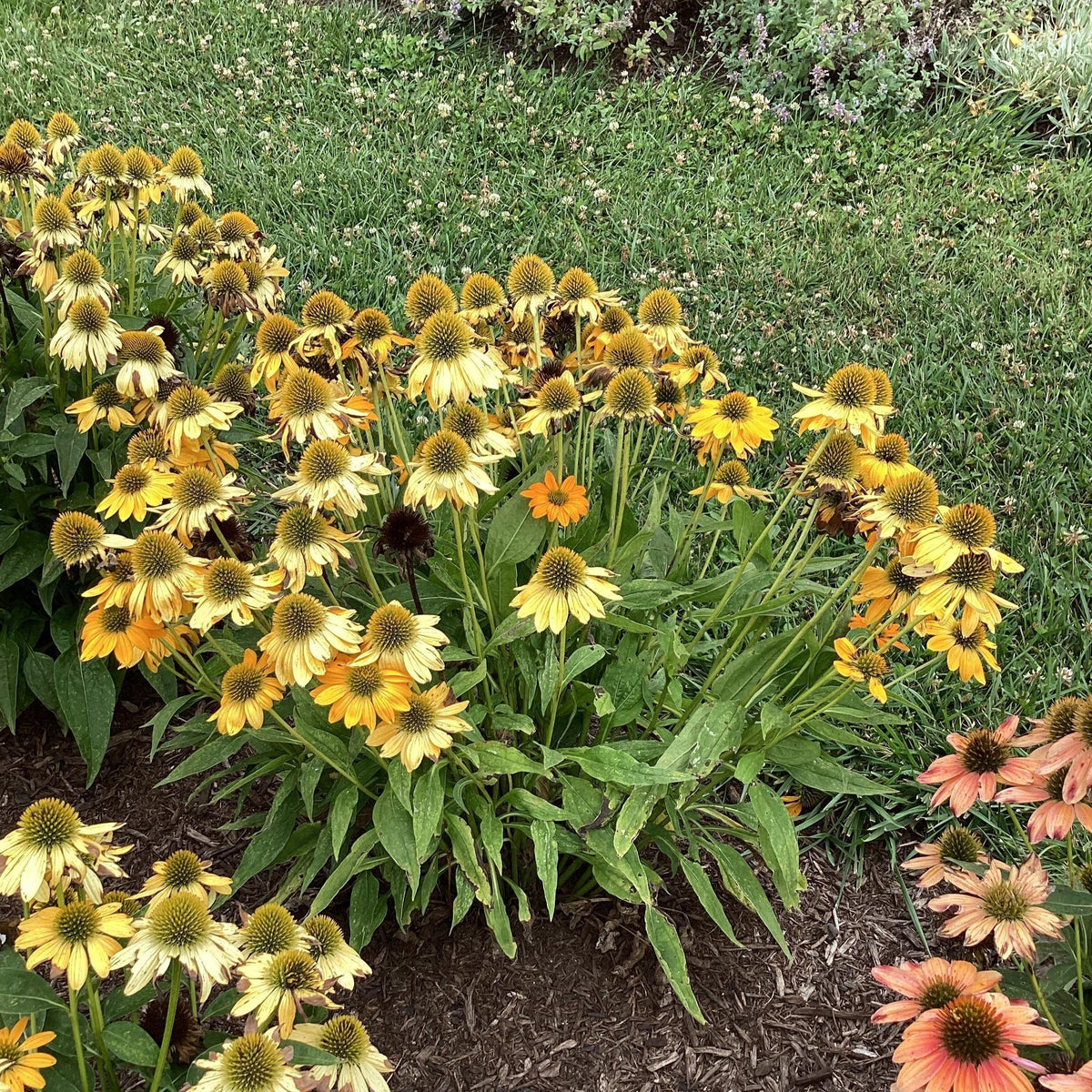 Echinacea 'PAS1303304'  - Artisan™ Yellow Ombre Coneflower