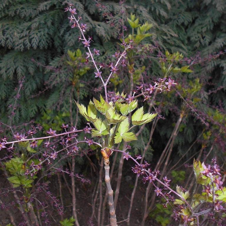 Xanthorhiza simplicissima  - Yellowroot