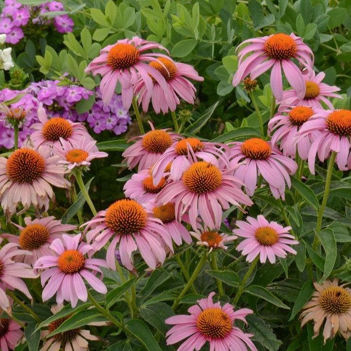 Echinacea purpurea 'Prairie Splendor'  - Prairie Splendor Echinacea