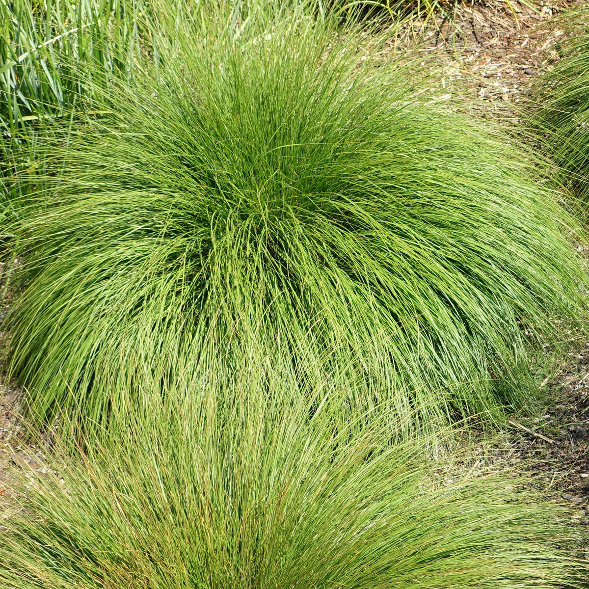 Sporobolus heterolepis  - Prairie Dropseed