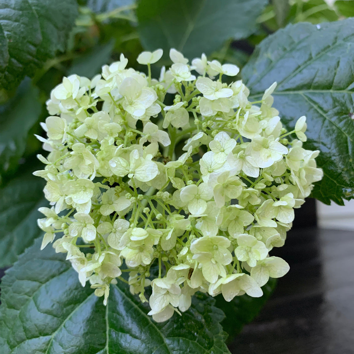 Hydrangea arborescens 'Annabelle'  - Mophead Hydrangea, Annabelle Hydrangea