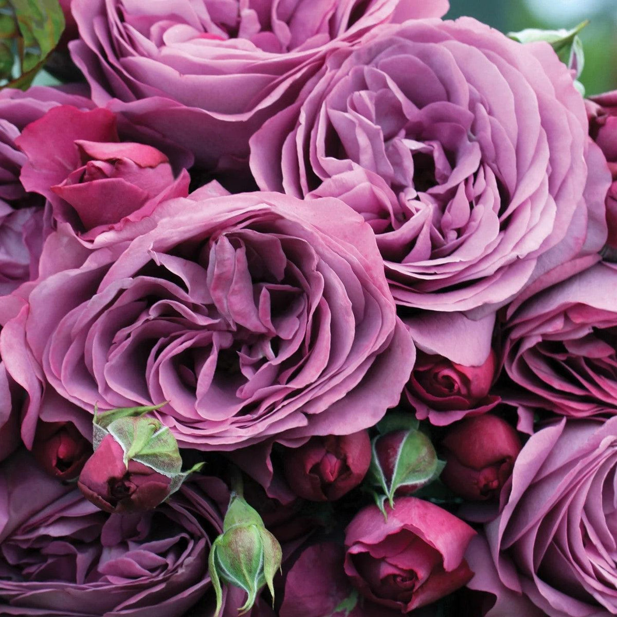 Rosa 'KORvodacom' PP 22,691  - Bloomables® Sunbelt® Plum Perfect™ Rose