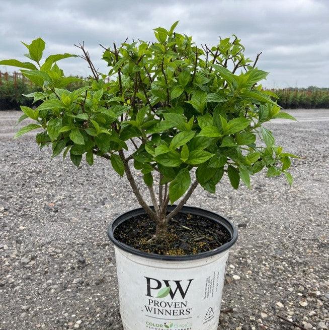 Hydrangea paniculata 'Limelight'  - Proven Winners® Limelight® Hydrangea