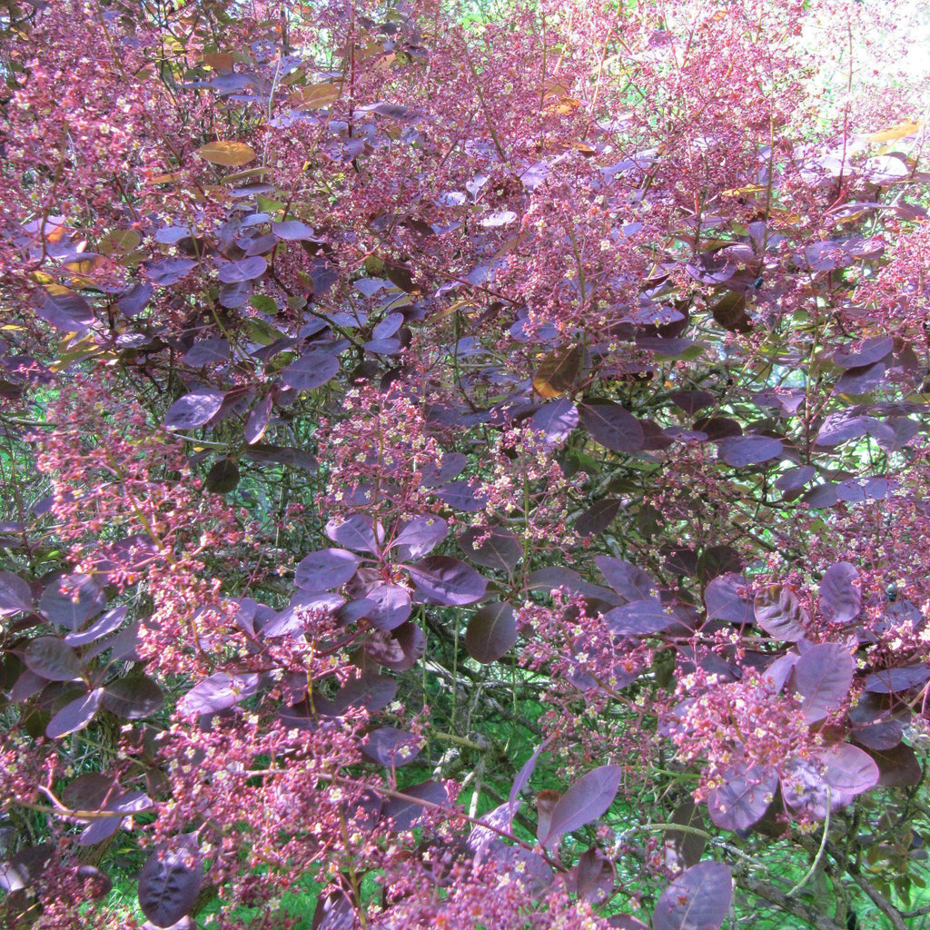 Cotinus coggygria 'Royal Purple'  - Royal Purple Smoke Tree