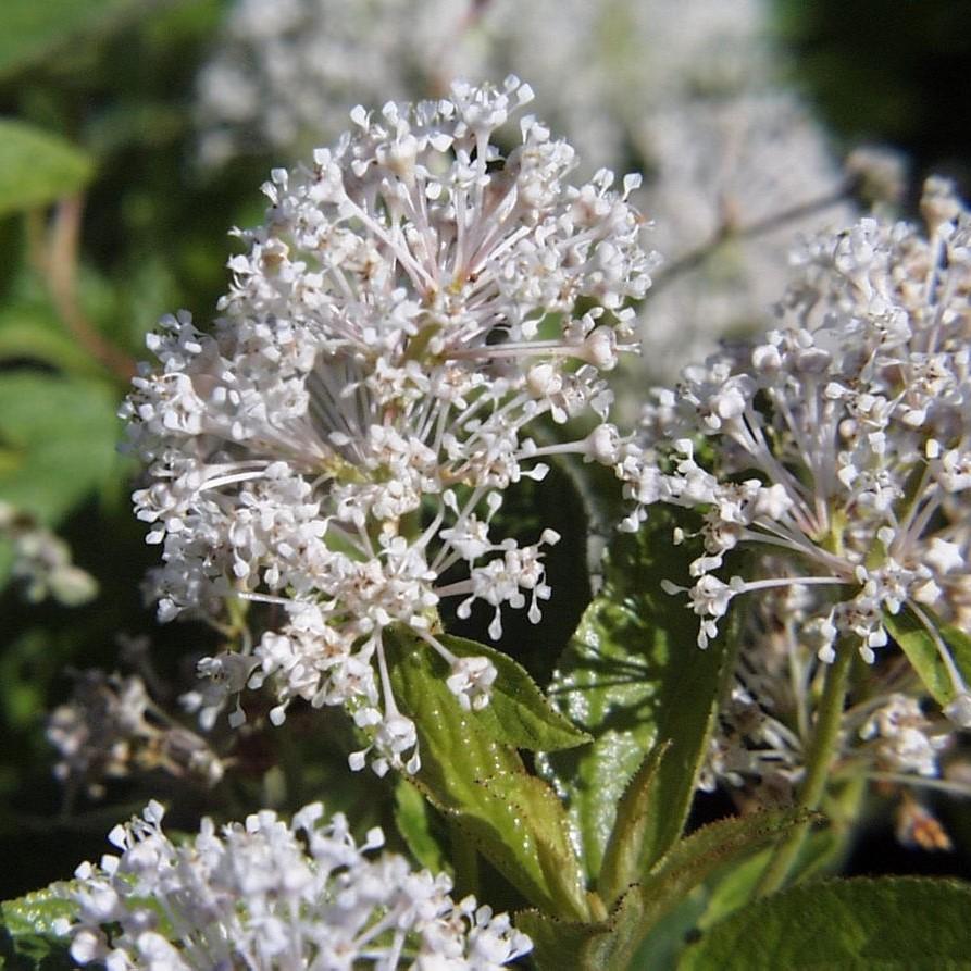 Ceanothus americanus  - New Jersey Tea
