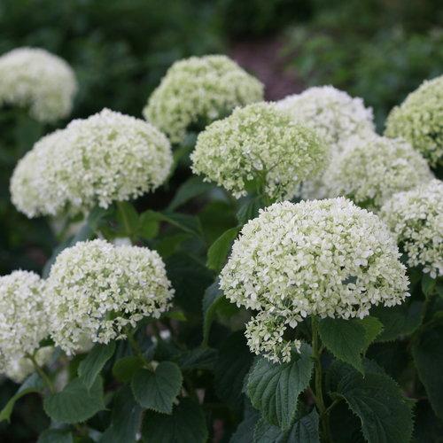 Hydrangea arborescens 'NCHA8'  - Invincibelle® Limetta Smooth Hydrangea