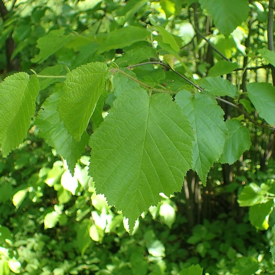 Corylus americana  - Hazelnut, American Filbert
