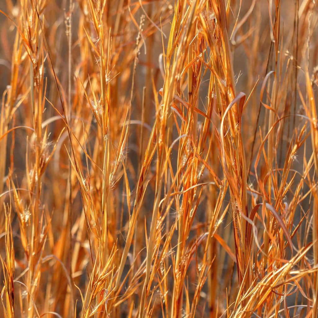 Andropogon virginicus  - Broomsedge, Yellow Bluestem