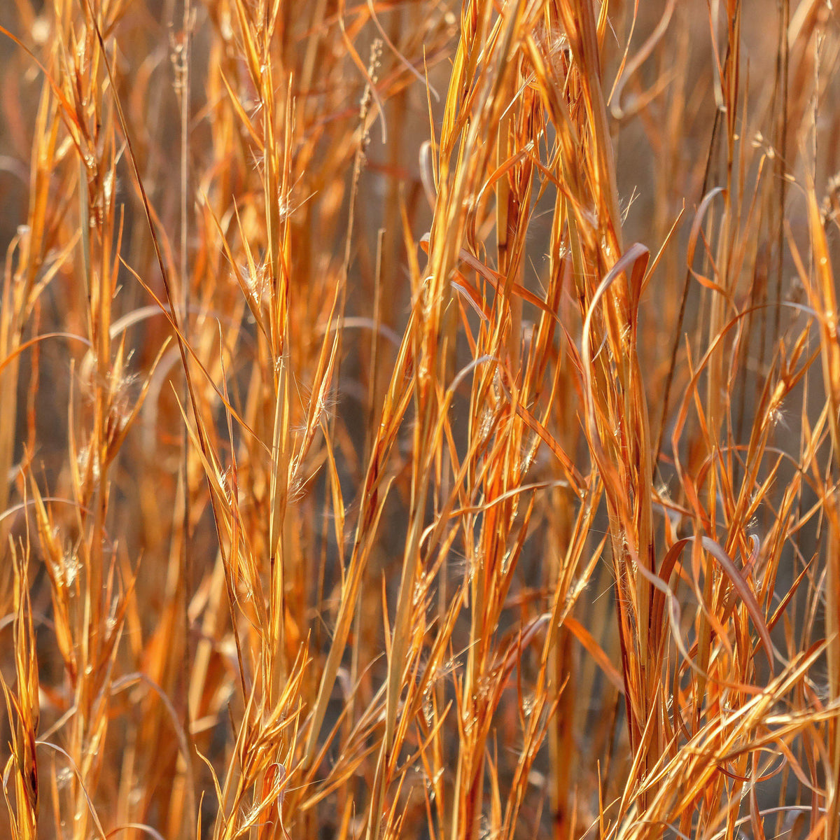 Andropogon virginicus  - Broomsedge, Yellow Bluestem