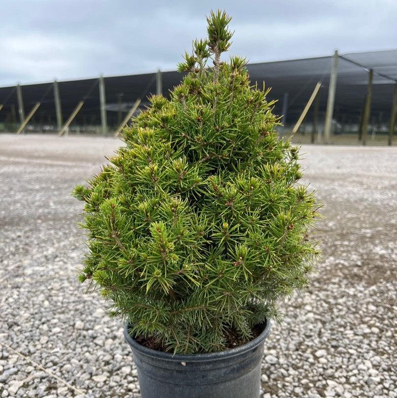 Picea glauca 'Conica'  - Dwarf Alberta Spruce