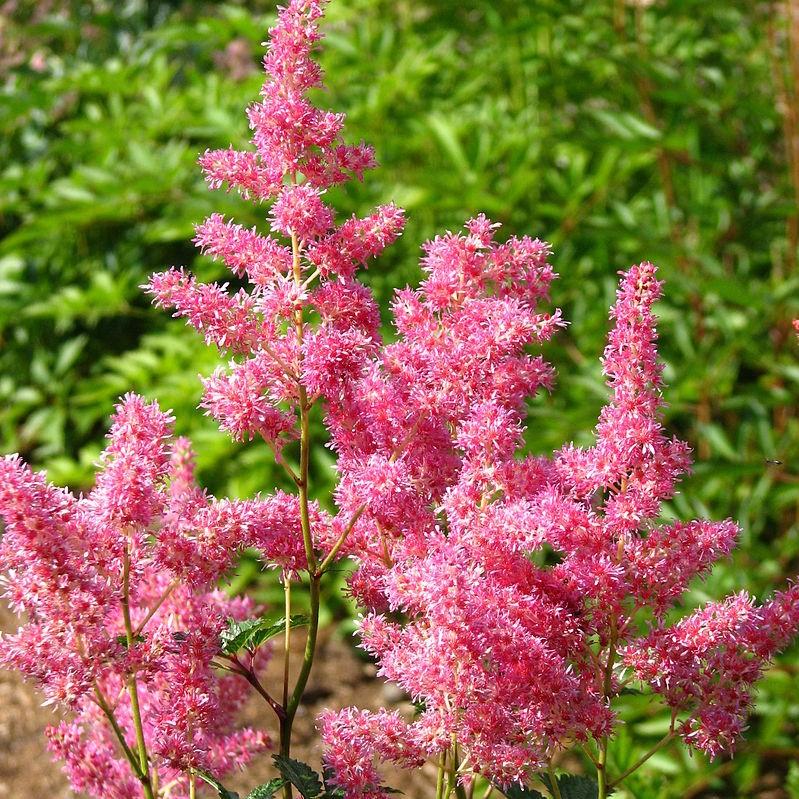 Astilbe japonica 'Rheinland'  - Rheinland Japanese Astilbe