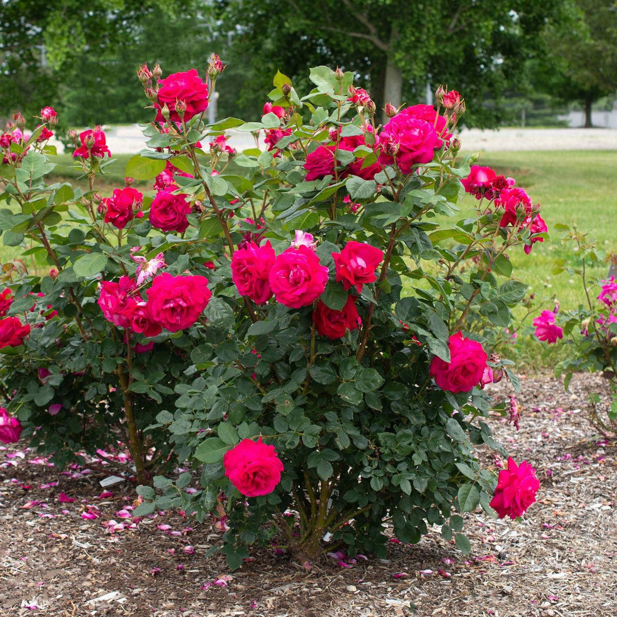 Rosa 'Meithatie' PP 30,860  - Bloomables® Sweet Spirit™ Rose