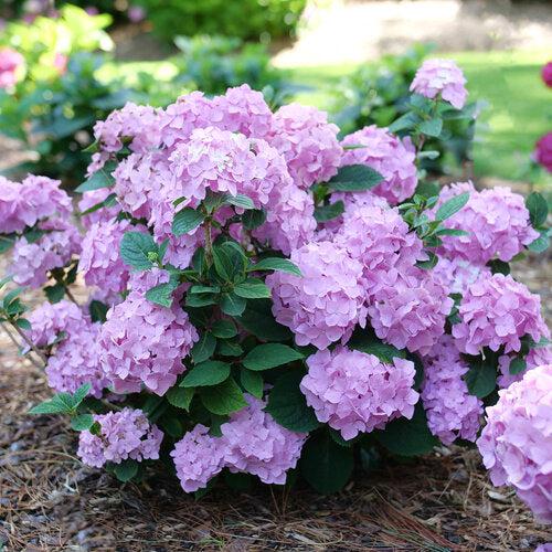 Hydrangea macrophylla × serrata 'SMNHSME'  - Let's Dance® Sky View® Hydrangea