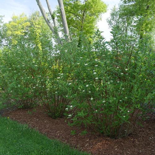 Cornus stolonifera 'Farrow'  - Arctic Fire® Red Twig Dogwood