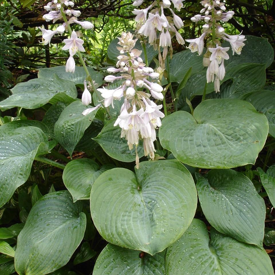 Hosta sieboldiana 'Elegans'  - Elegans Hosta