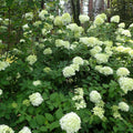 Hydrangea paniculata 'Limelight'  - Proven Winners® Limelight® Hydrangea