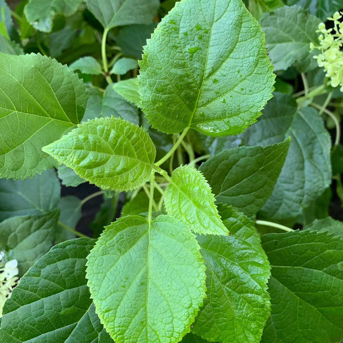 Hydrangea arborescens 'Annabelle'  - Mophead Hydrangea, Annabelle Hydrangea