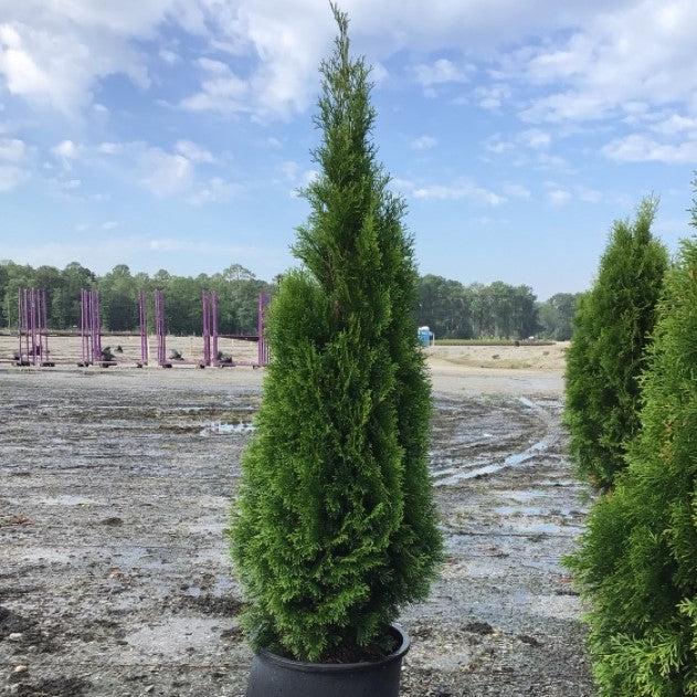 Thuja occidentalis 'Smaragd'  - Emerald Green Arborvitae