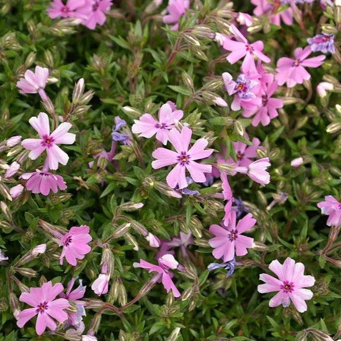 Phlox subulata 'Fort Hill'  - Fort Hill Creeping Phlox
