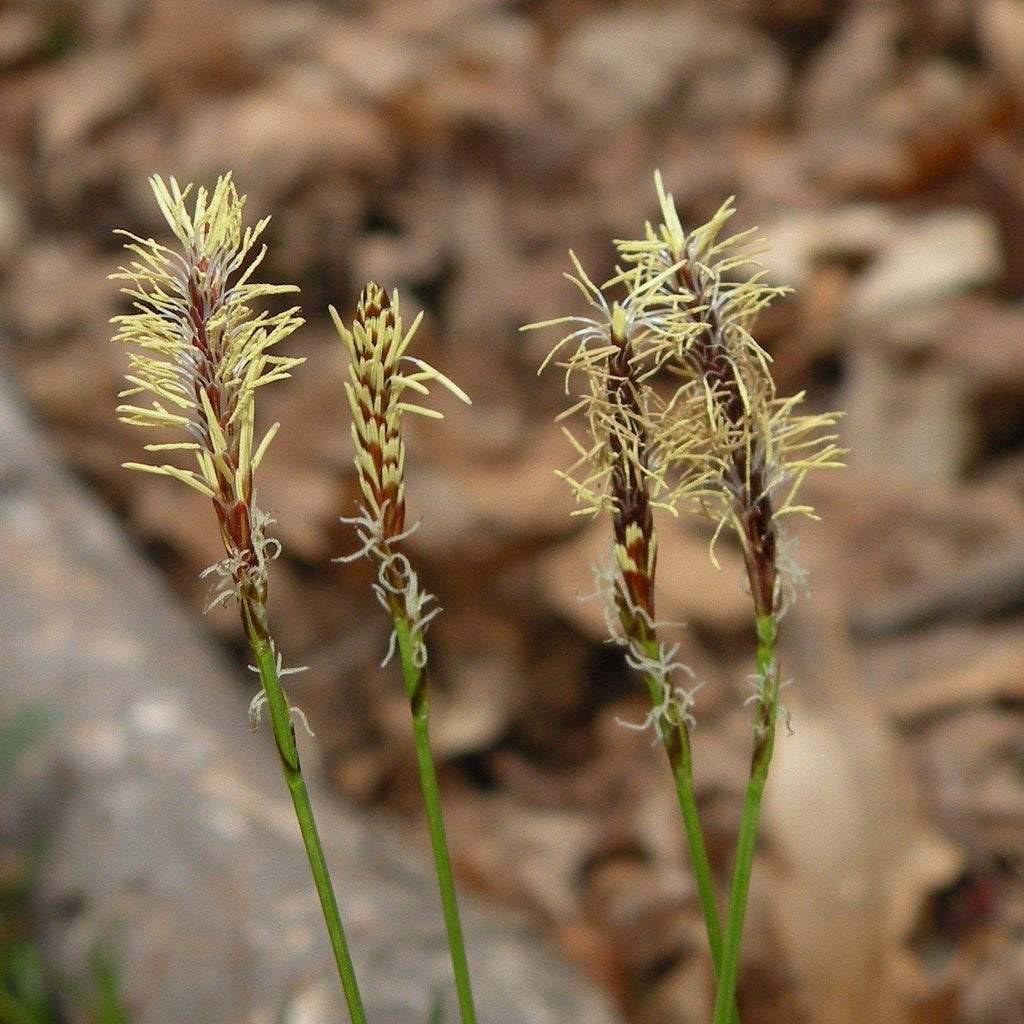 Carex pensylvanica  - Pennsylvania Sedge