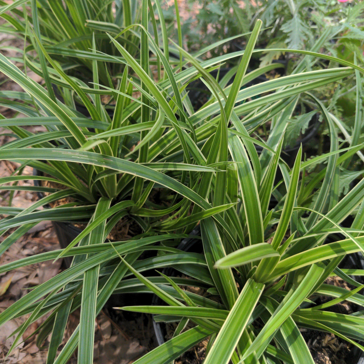 Carex morrowii 'Ice Dance'  - Ice Dance Sedge