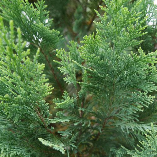 Chamaecyparis lawsoniana ‘SMNCLGTB’  - Pinpoint® Blue & Gold False Cypress