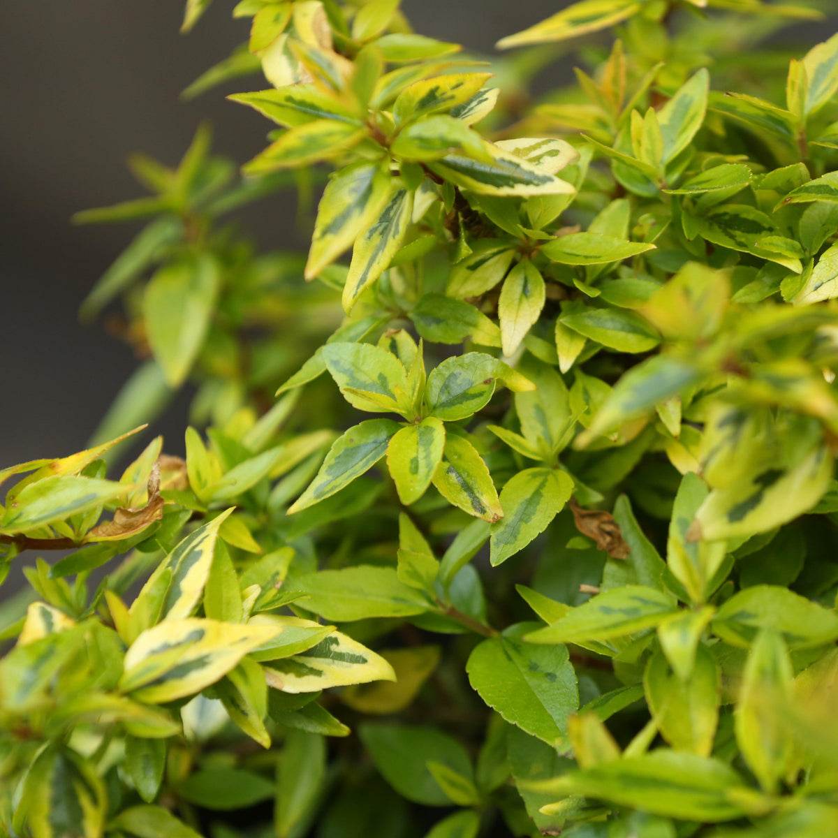 Abelia x grandiflora 'Kaleidoscope'  - Kaleidoscope Abelia
