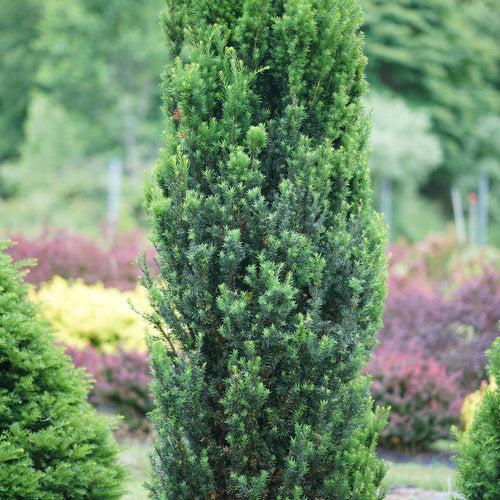 Taxus x media 'SMNTHDC'  - Stonehenge® Yew
