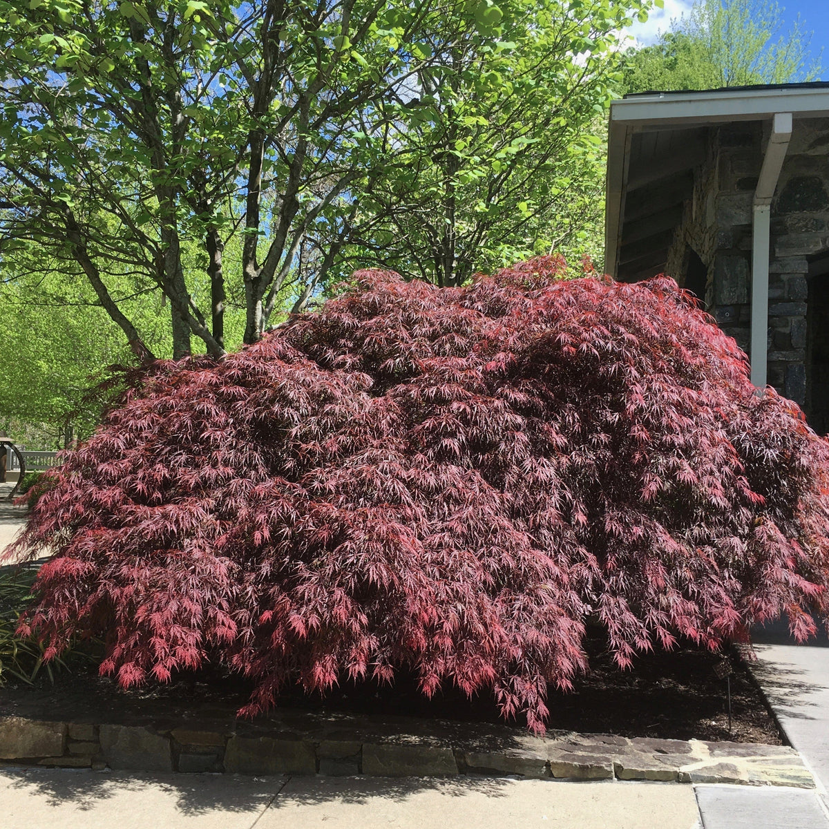 Acer palmatum var. dissectum 'Tamukeyama'  - Tamukeyama Japanese Maple