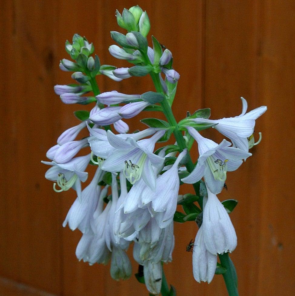 Hosta 'Frances Williams'  - Frances Williams Hosta