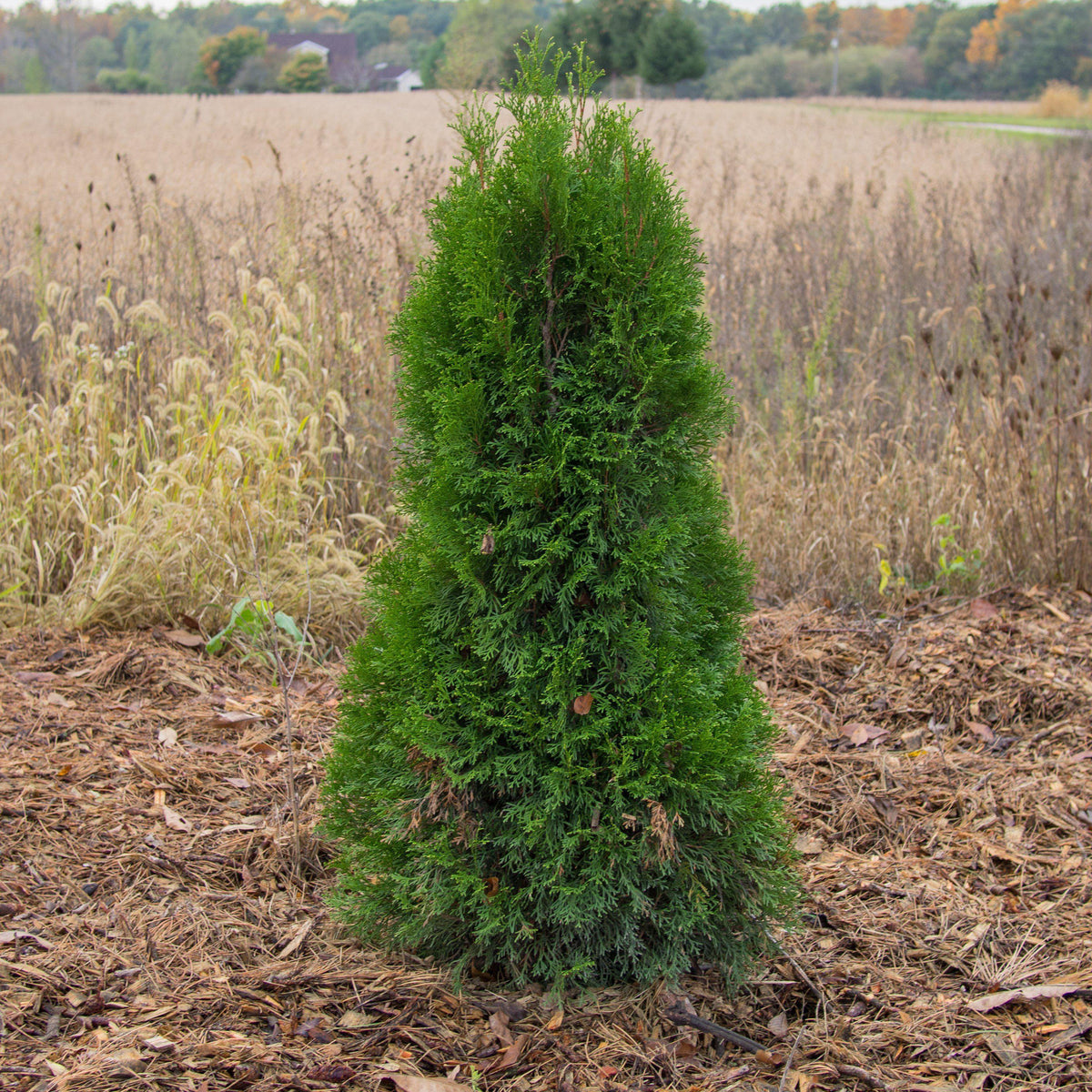 Thuja occidentalis 'Smaragd'  - Emerald Green Arborvitae