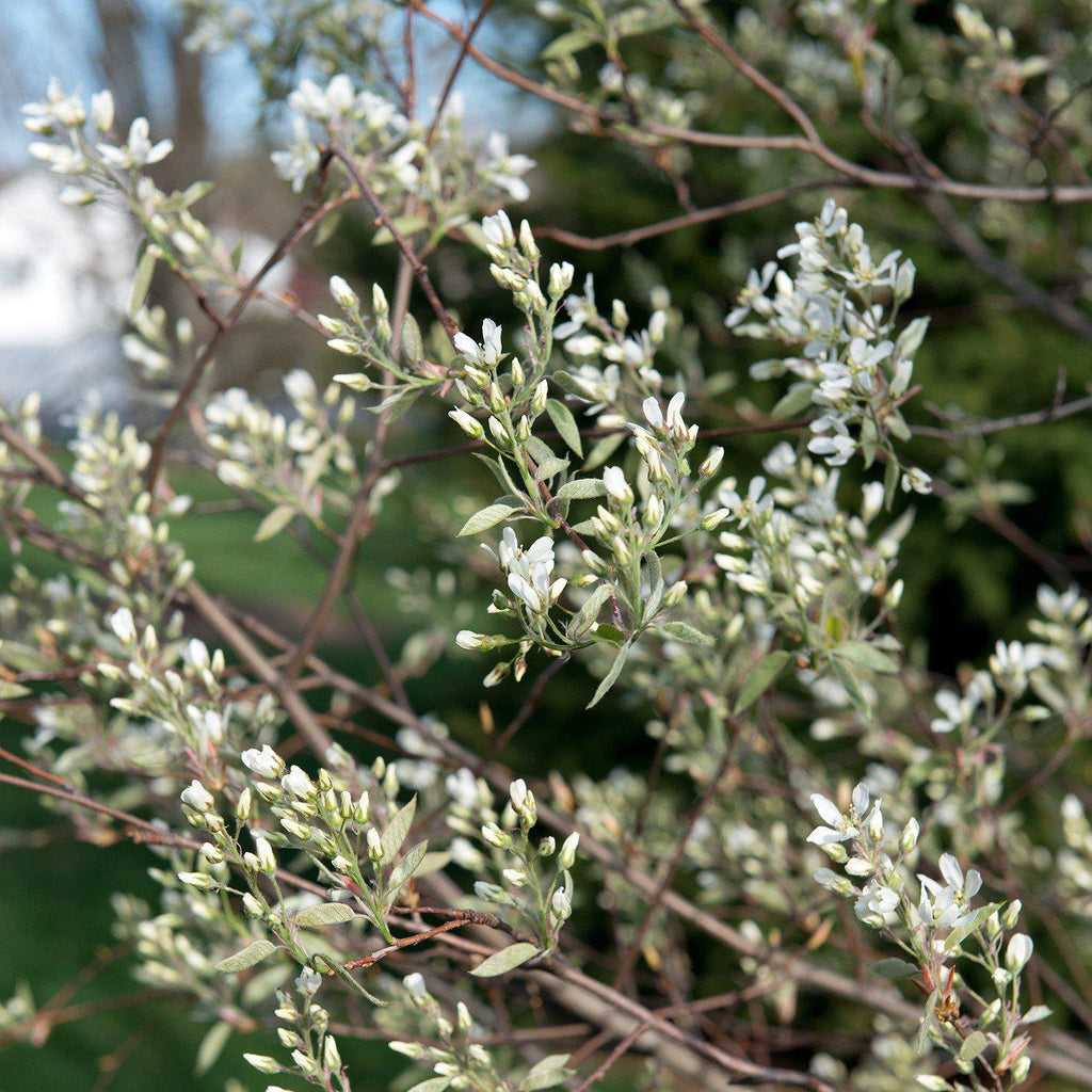Amelanchier canadensis  - Shadblow Serviceberry