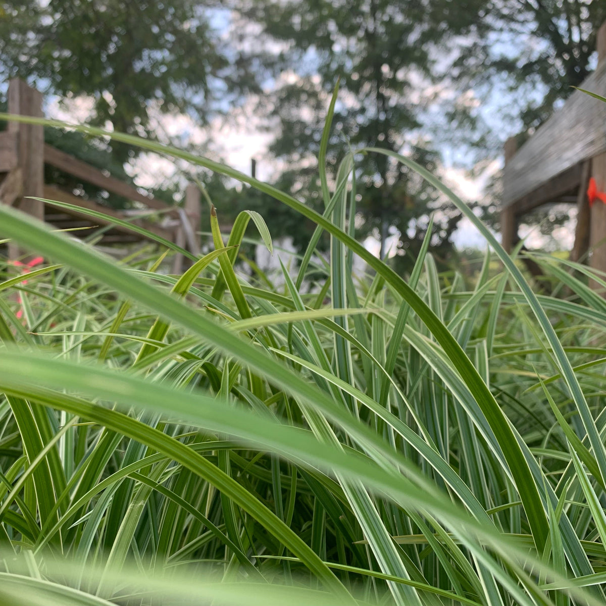 Carex morrowii 'Ice Dance'  - Ice Dance Sedge