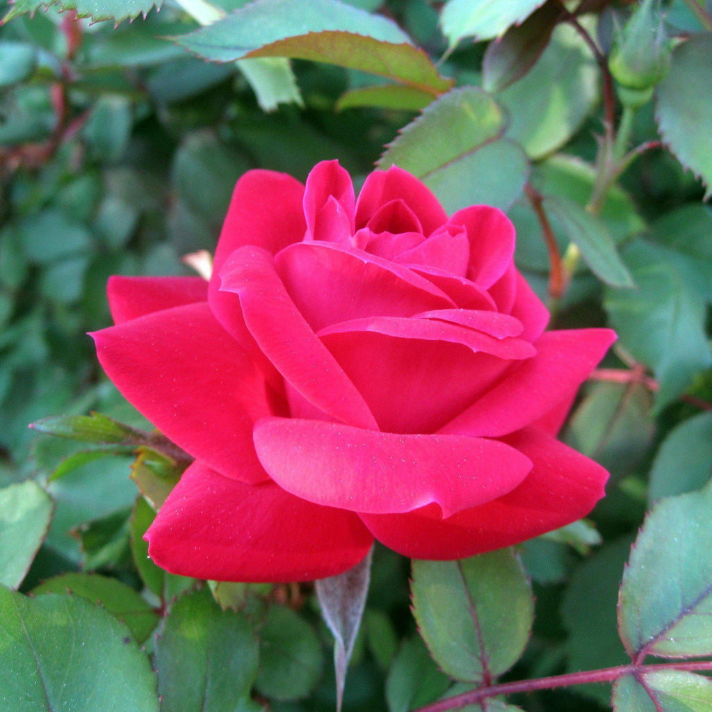 Rosa ‘Radtko’ PP 16,202  - Double Knock Out® Rose