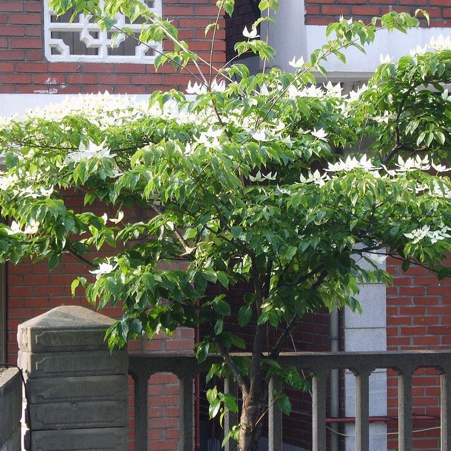 Cornus kousa  - Kousa Dogwood