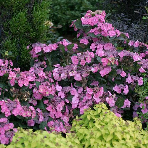 Hydrangea serrata 'MAK20'  - Tuff Stuff™ Hydrangea