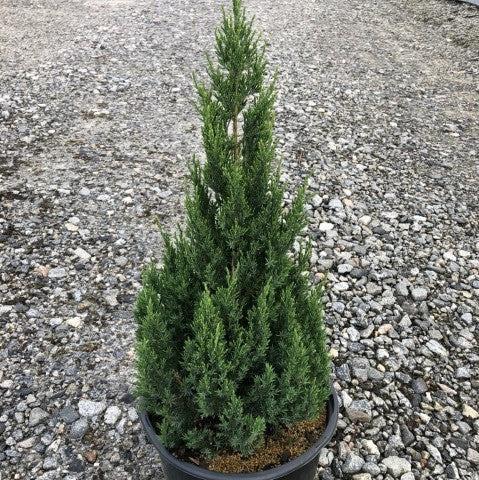 Juniperus chinensis 'Blue Point'  - Blue Point Juniper