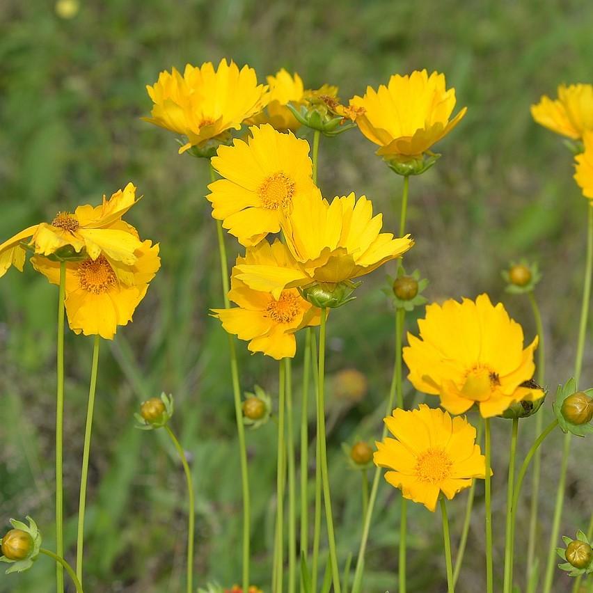 Coreopsis lanceolata  - Lanceleaf Coreopsis