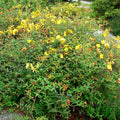 Hypericum patulum 'Hidcote'  - Hidcote St. John's Wort