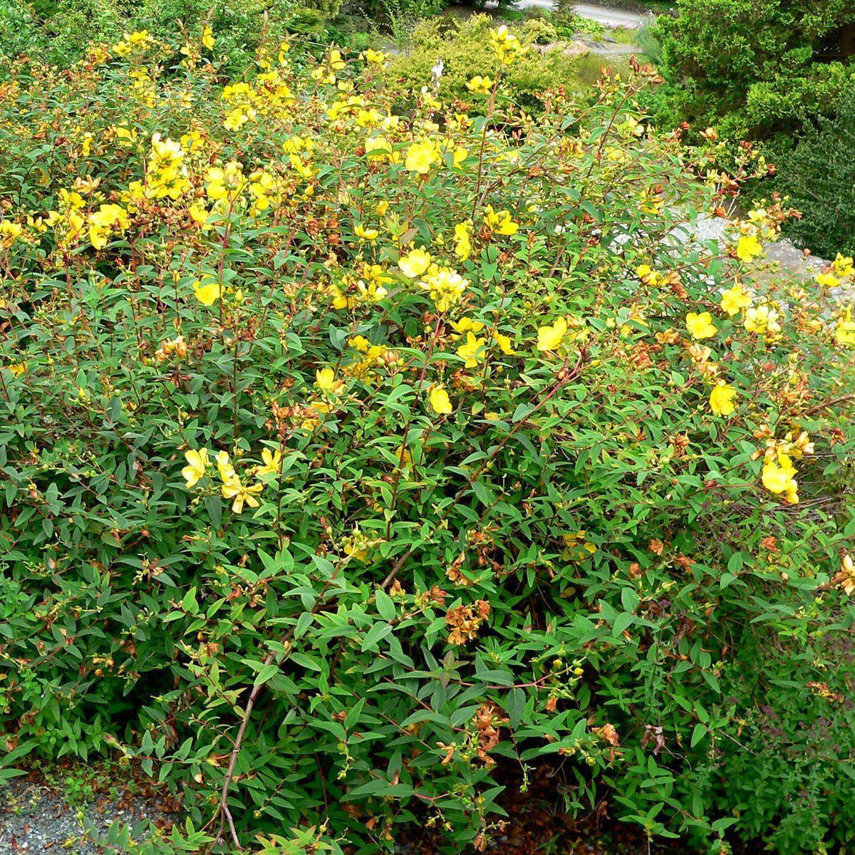 Hypericum patulum 'Hidcote'  - Hidcote St. John's Wort