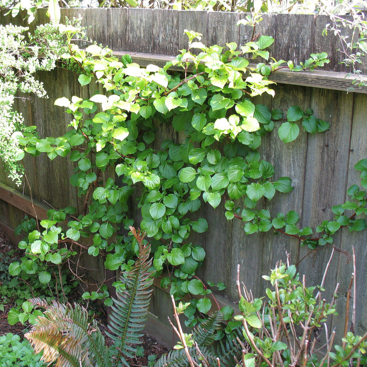Hydrangea anomala subsp. petiolaris  - Climbing Hydrangea