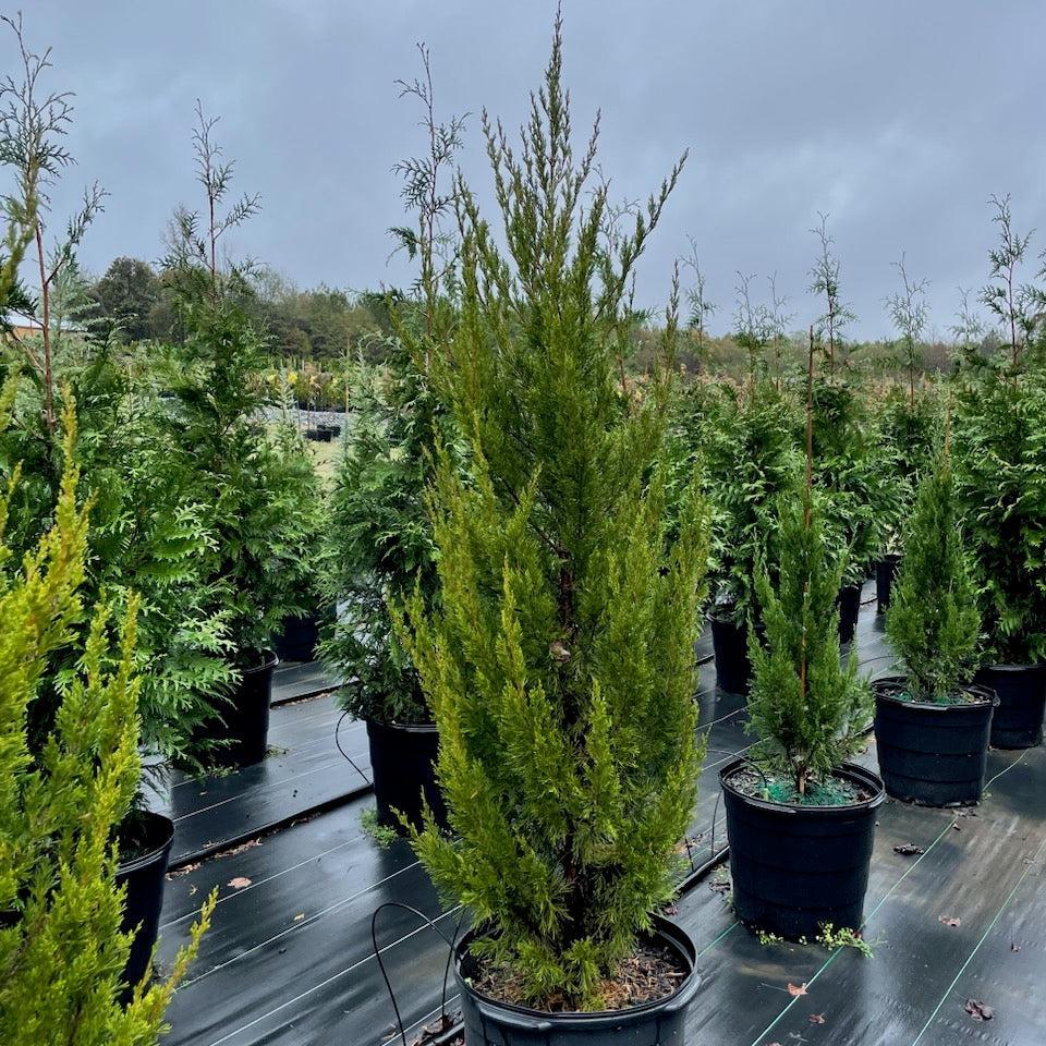 Juniperus chinensis 'Spartan'  - Spartan Chinese Juniper