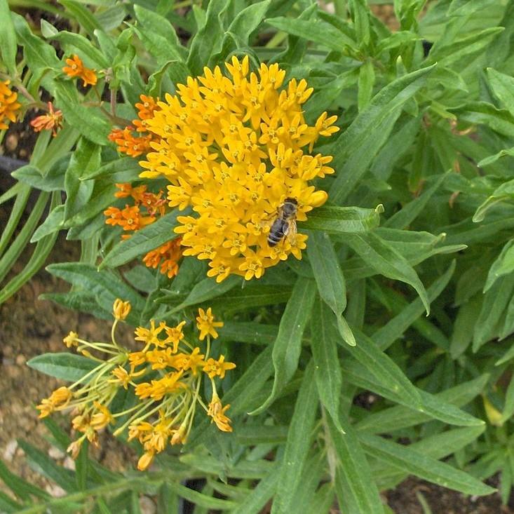 Asclepias tuberosa 'Hello Yellow'  - Hello Yellow Butterfly Weed