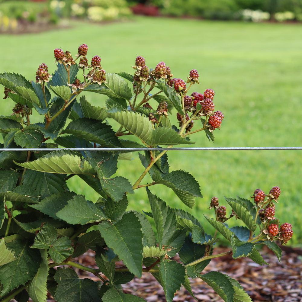Rubus 'Ponca' PP33330  - Taste of Heaven™ Thornless Blackberry
