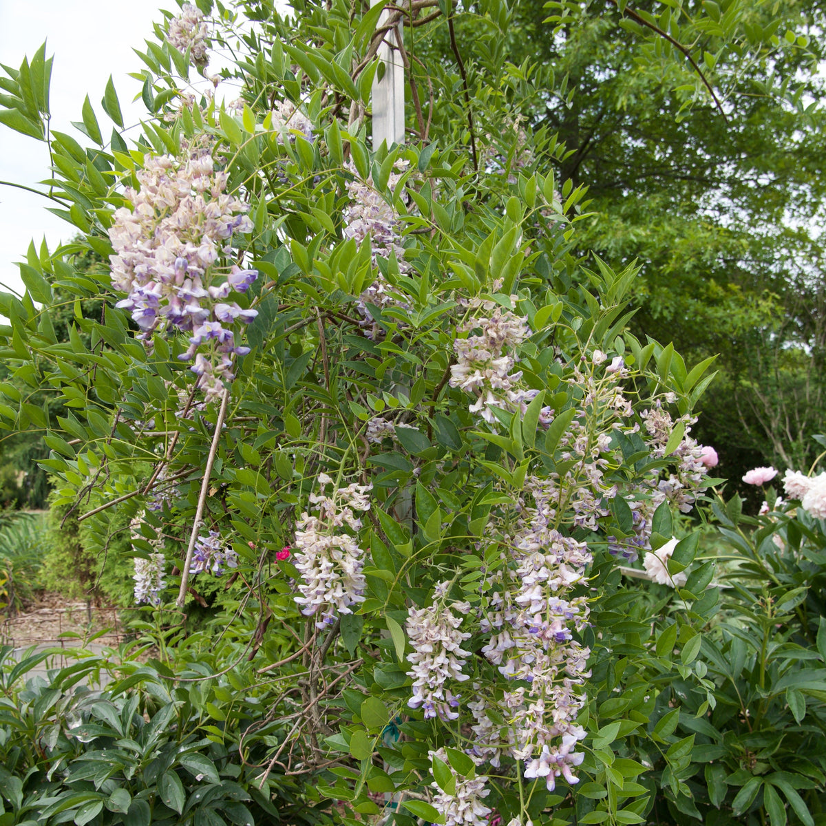 Wisteria macrostachys 'Blue Moon'  - Blue Moon Wisteria